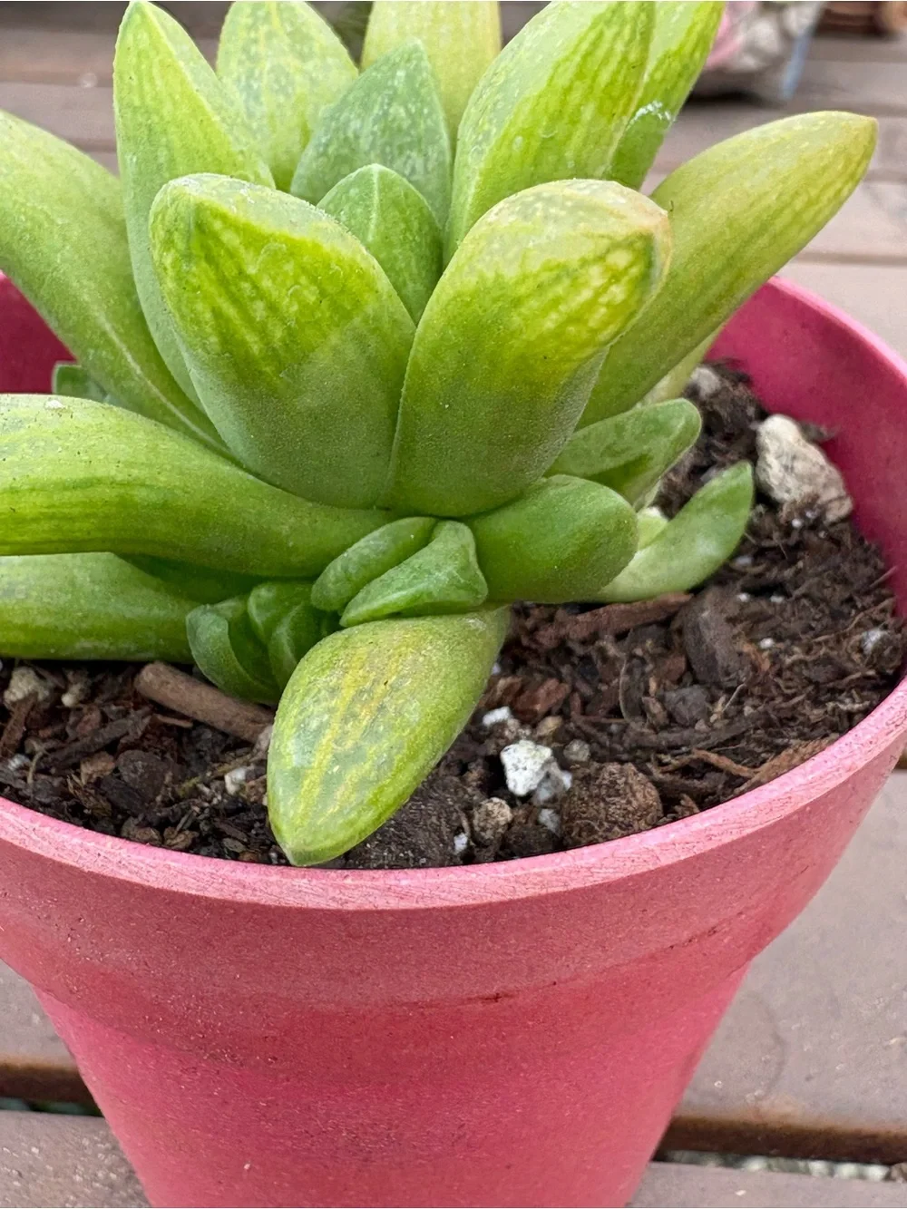 Haworthia Green Succulent in Pink Pot - Home Accents